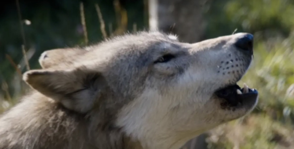 <Misha and the Wolves> 孤女・狼・納粹