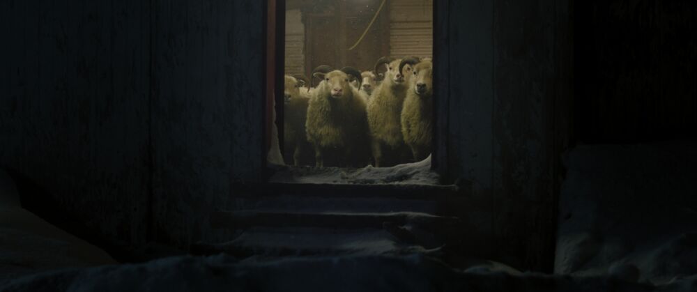 <Lamb> 羊懼