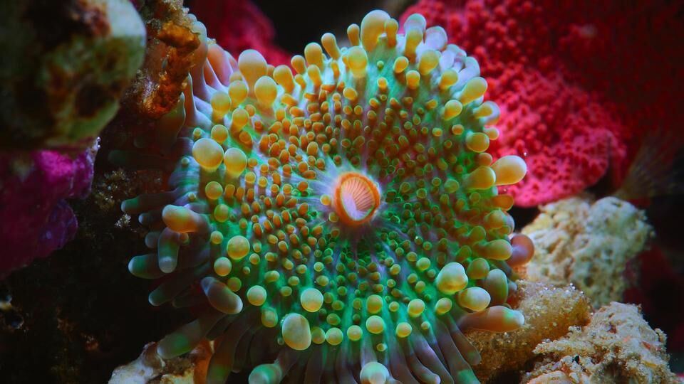 <Puff: Wonders of the Reef > 河豚視角：驚艷珊瑚礁