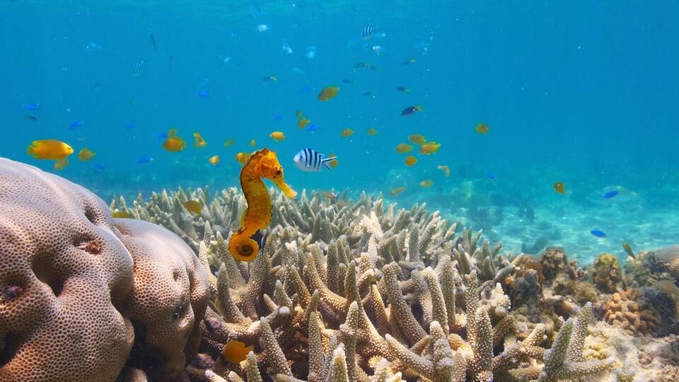 <Puff: Wonders of the Reef > 河豚視角：驚艷珊瑚礁