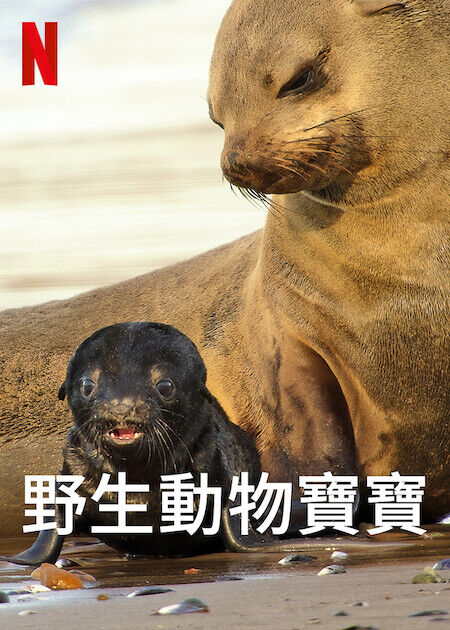 野生動物寶寶_海報