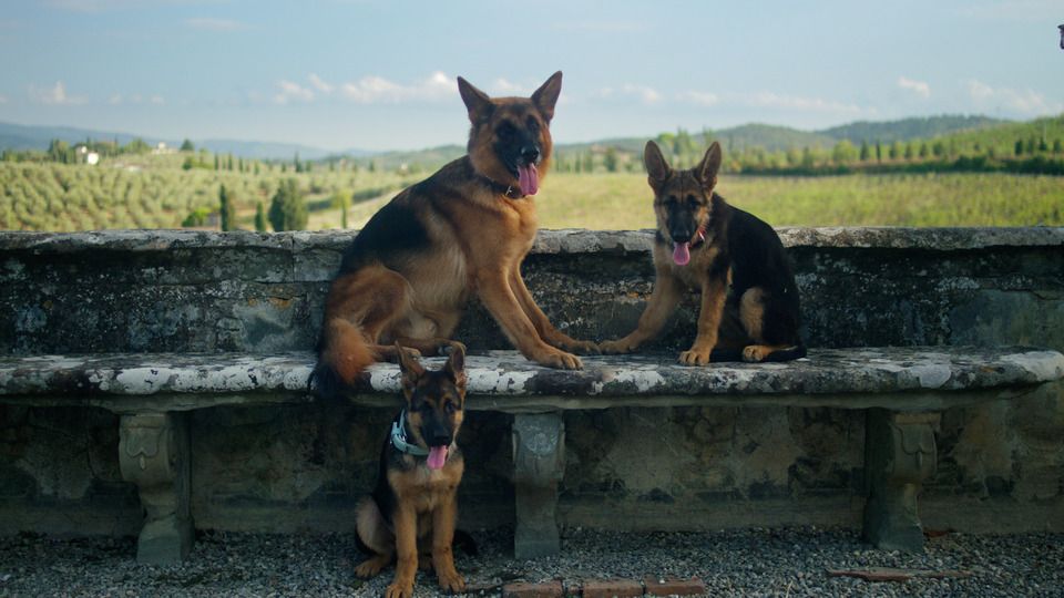 <Gunther's Millions> 億萬富犬