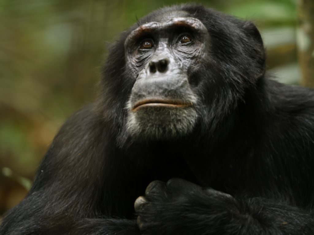 <Chimp Empire> 黑猩猩帝國